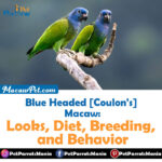 Blue Headed [Coulon's] Macaw