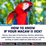 How to know if your macaw is sick