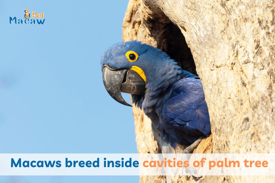 macaw nest